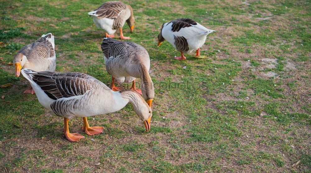 Similar – Image, Stock Photo twins Duck Mallard Meadow