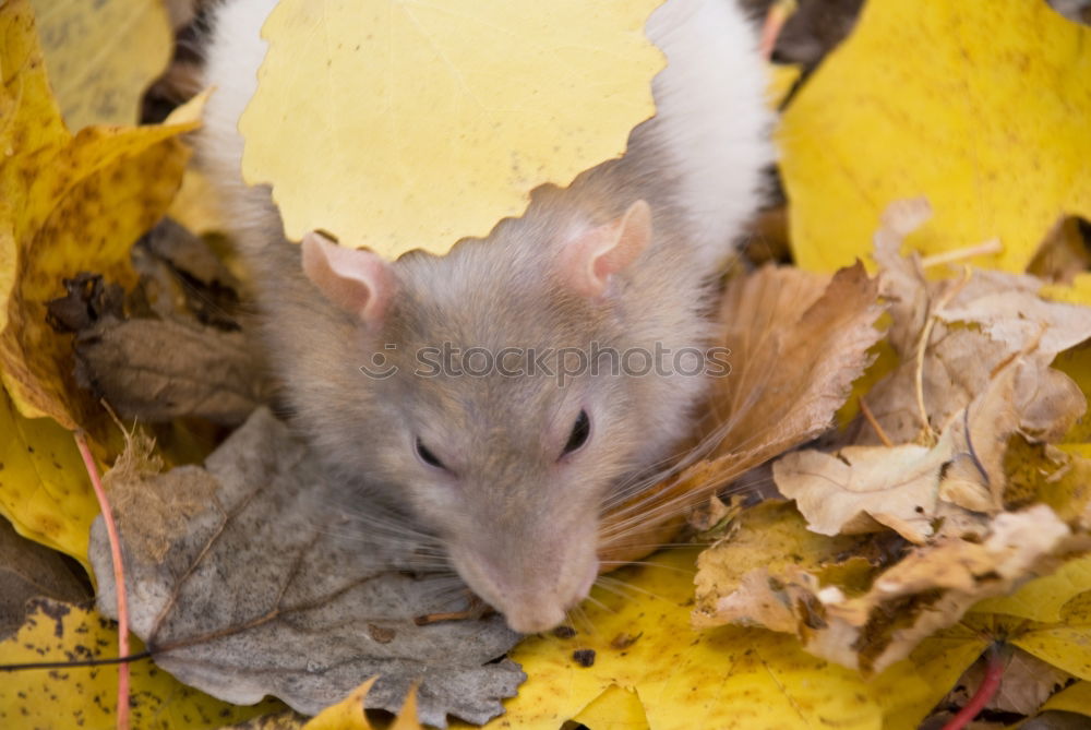 Image, Stock Photo <3 Environment Nature