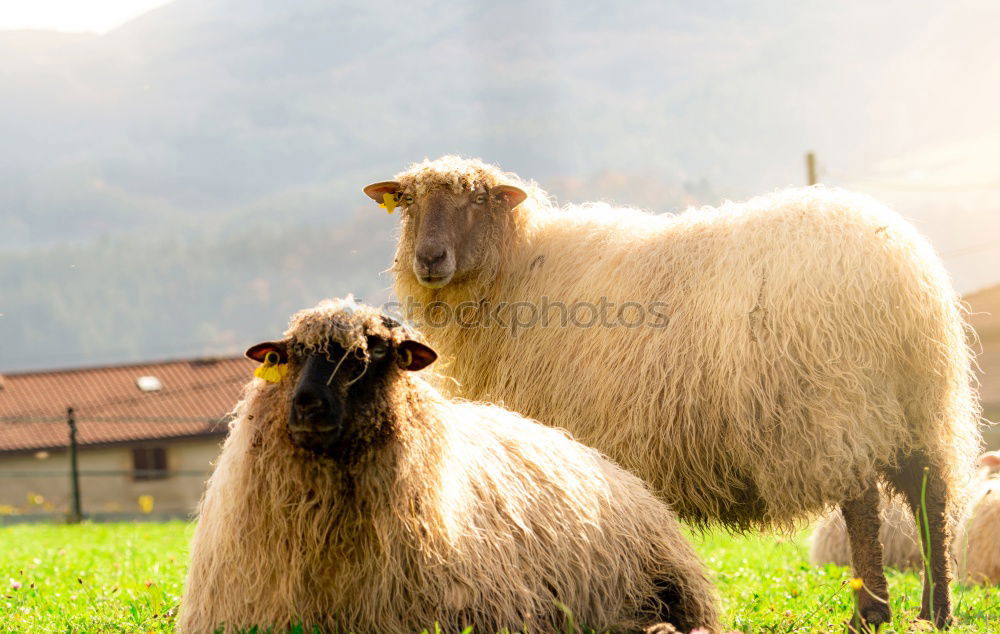 Similar – Foto Bild sheep Haushuhn