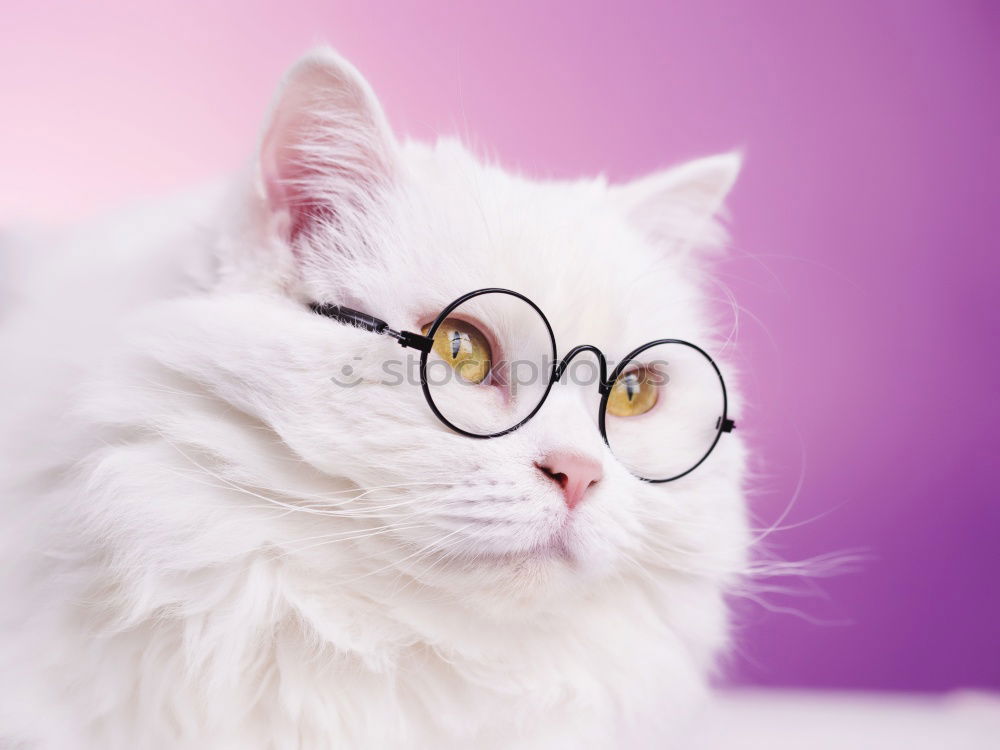 Similar – Image, Stock Photo Close portrait of white furry cat in fashion sunglasses. Studio photo. Luxurious domestic kitty in glasses poses on pink background wall