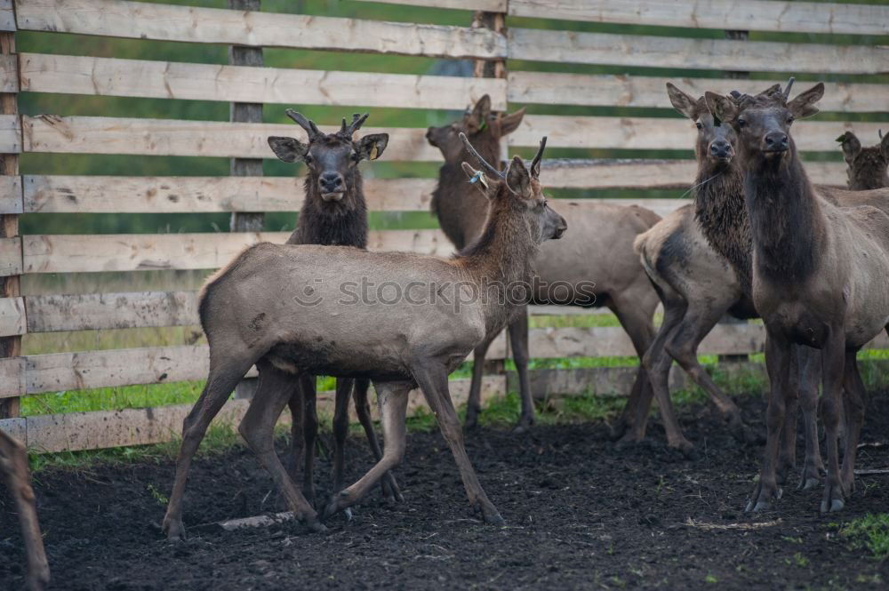 Similar – Bambi Roe deer Enclosure