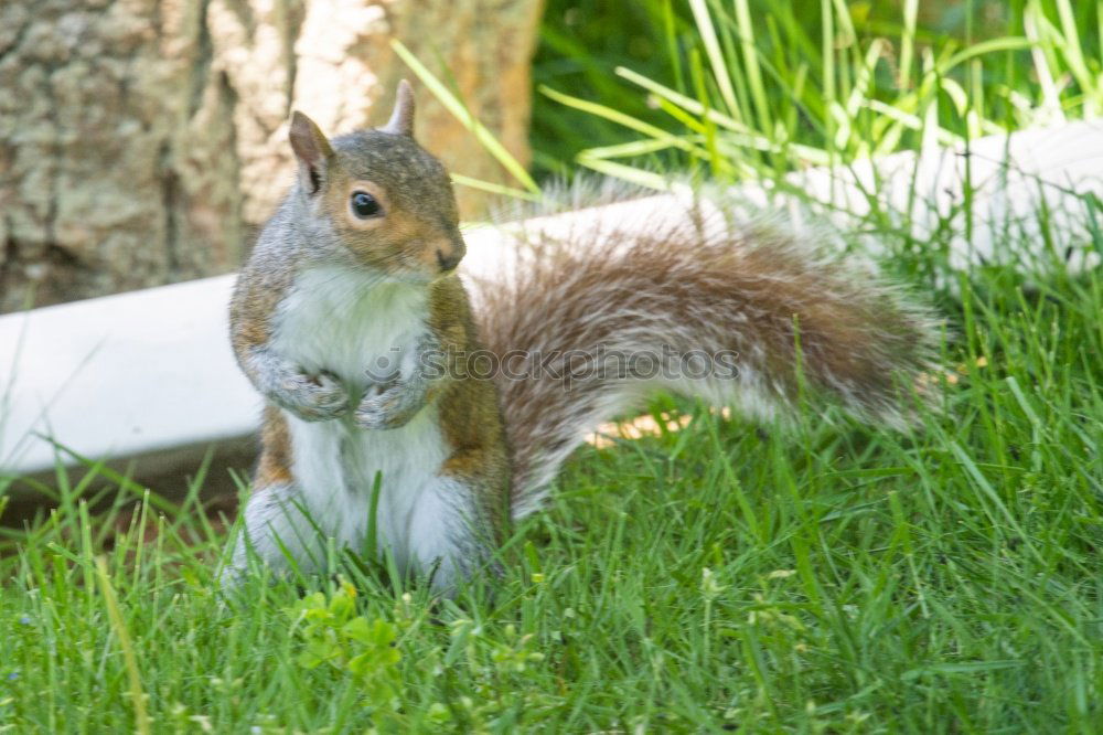 Similar – cute grey squirrel in the grass