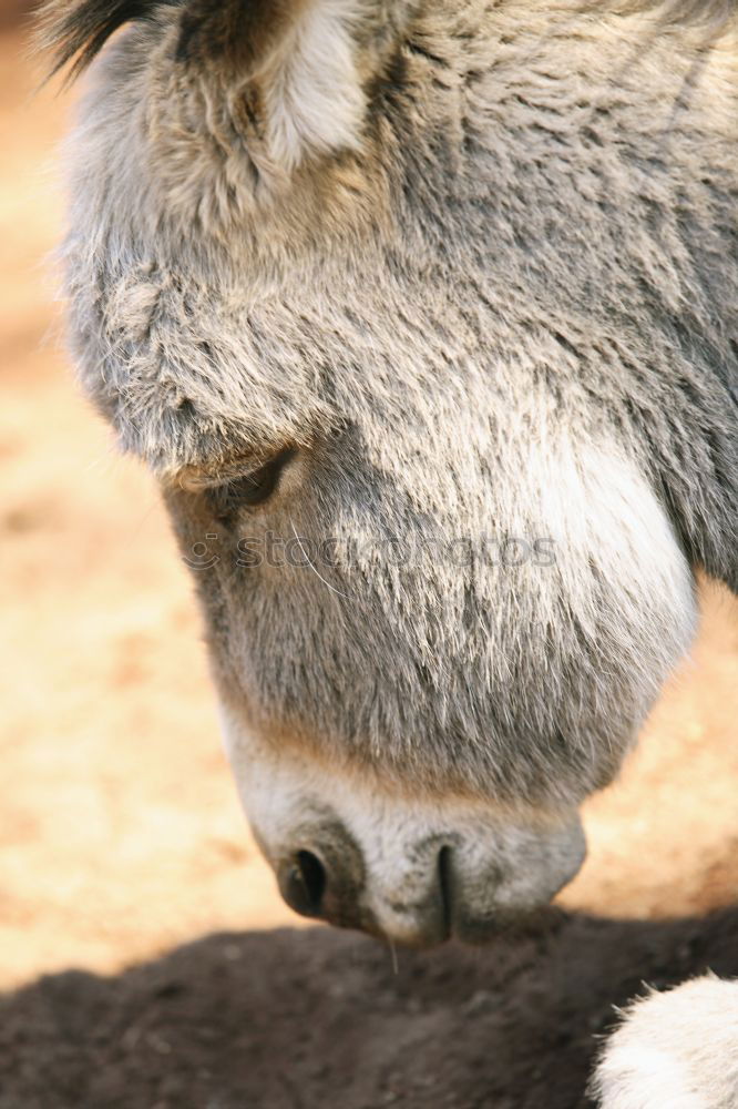 Similar – Image, Stock Photo bundle Animal Animal face