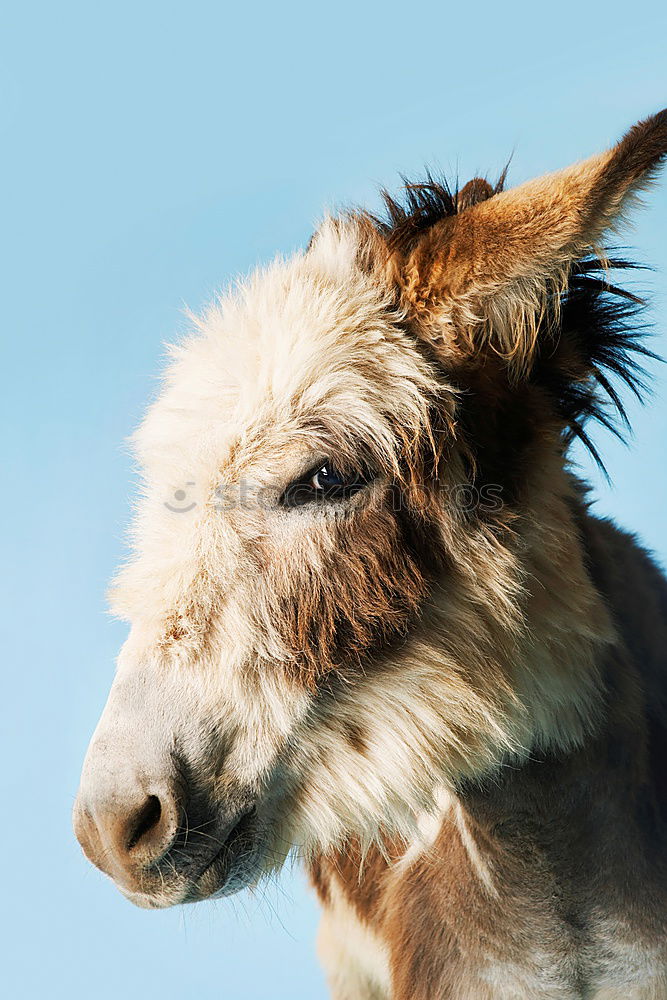 Image, Stock Photo floppy ears Animal