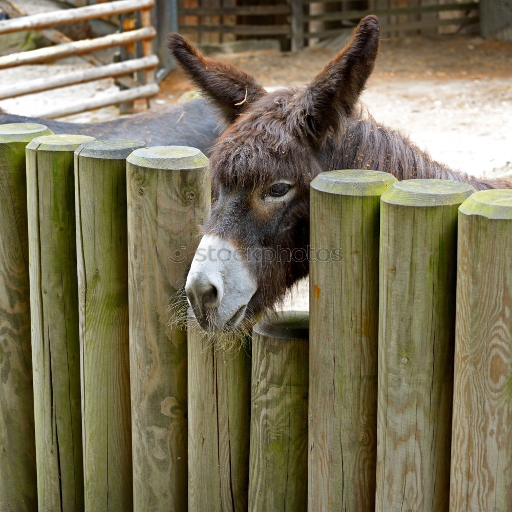 Similar – Foto Bild Osterhasenesel Fressen