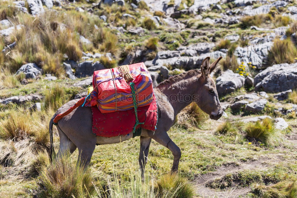 Similar – Image, Stock Photo Load donkey? Healthy