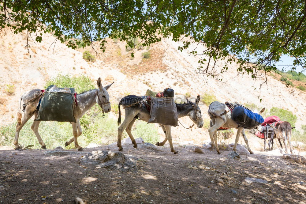 Similar – Image, Stock Photo Load donkey? Healthy