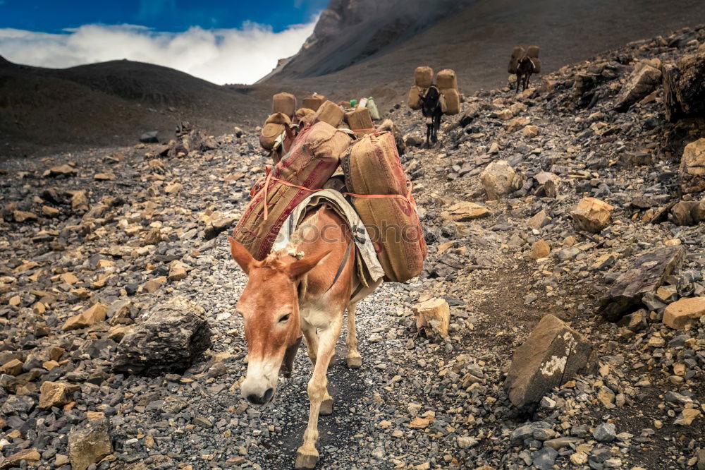 Similar – Image, Stock Photo whitehorse Horse Blue sky