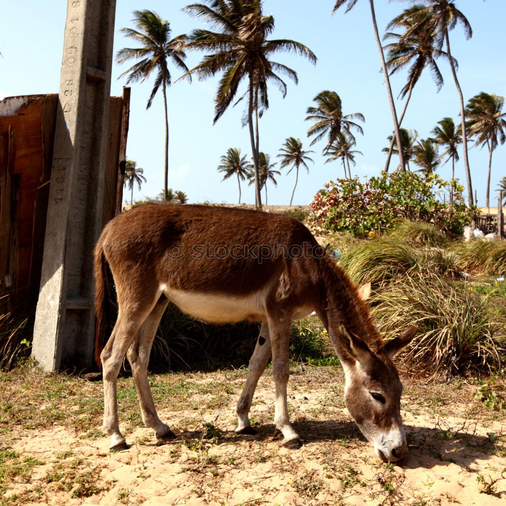 Similar – Image, Stock Photo Mule portrait, Sri Lanka