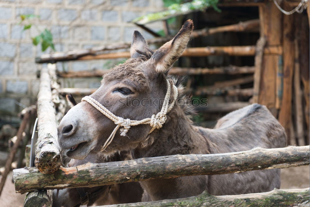 Similar – Image, Stock Photo berta, the nanny-goat.