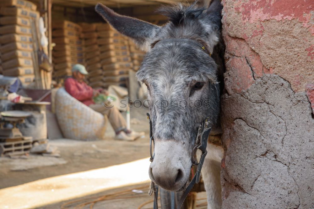 Similar – The donkey looks sleepy and bored and doesn’t let himself be put off so quickly.