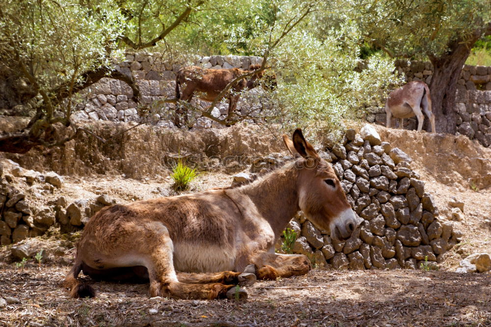 Similar – The donkey looks sleepy and bored and doesn’t let himself be put off so quickly.