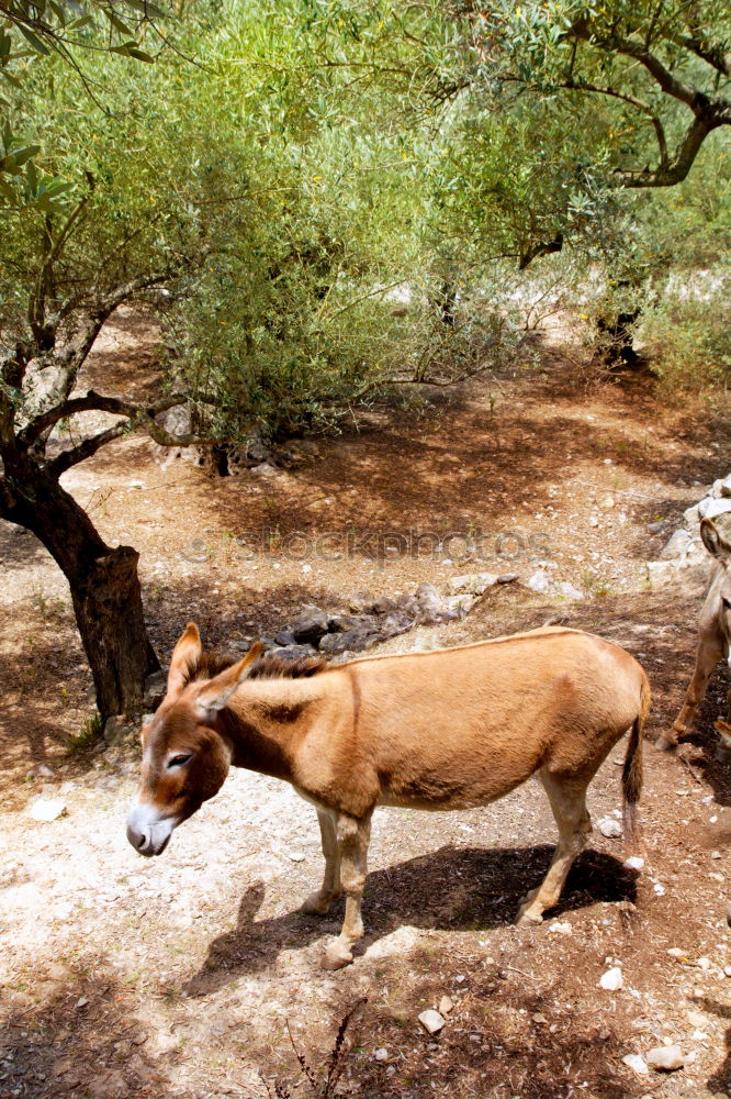 Similar – The donkey looks sleepy and bored and doesn’t let himself be put off so quickly.