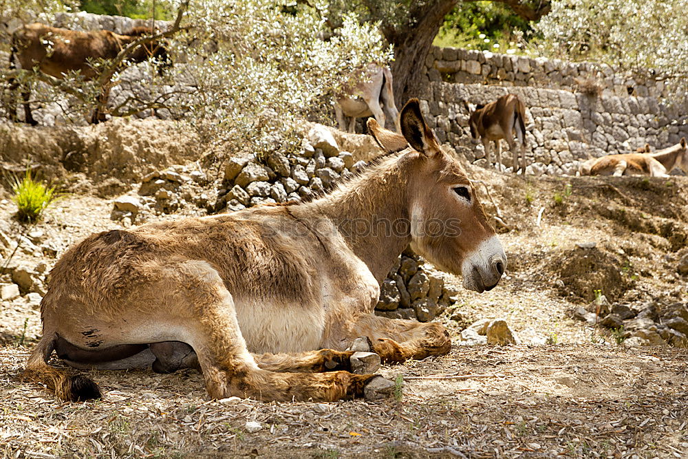 The donkey looks sleepy and bored and doesn’t let himself be put off so quickly.