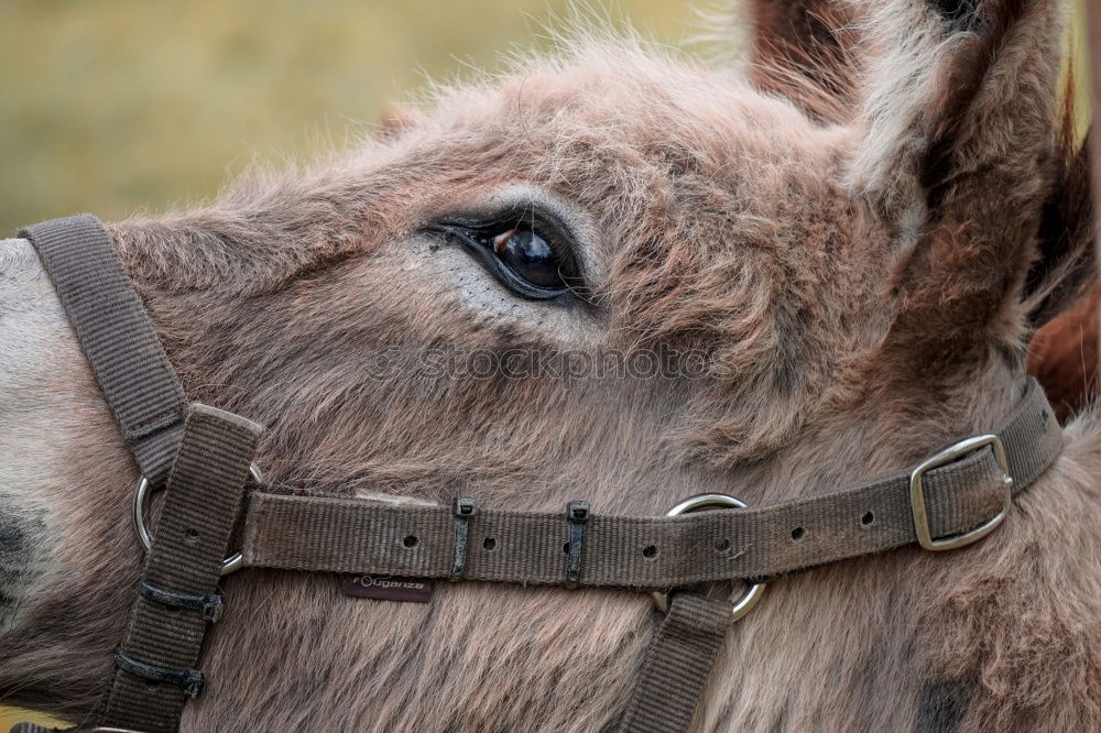 Similar – Foto Bild Eselsschnauze Natur Erde