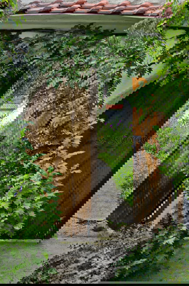 Similar – Foto Bild erntezeit in chamansülz