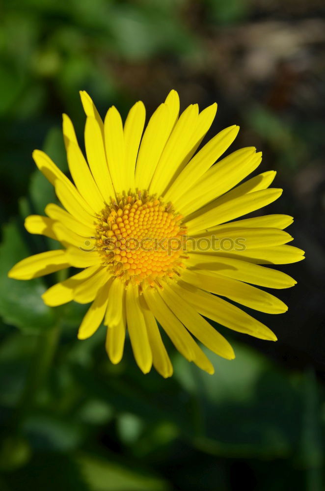 Similar – Image, Stock Photo blossom Flower Blossom