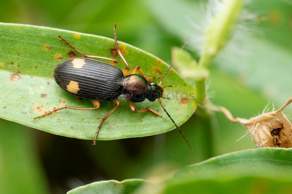 Similar – Schlüpfende Wanzenlarven mit Eiern