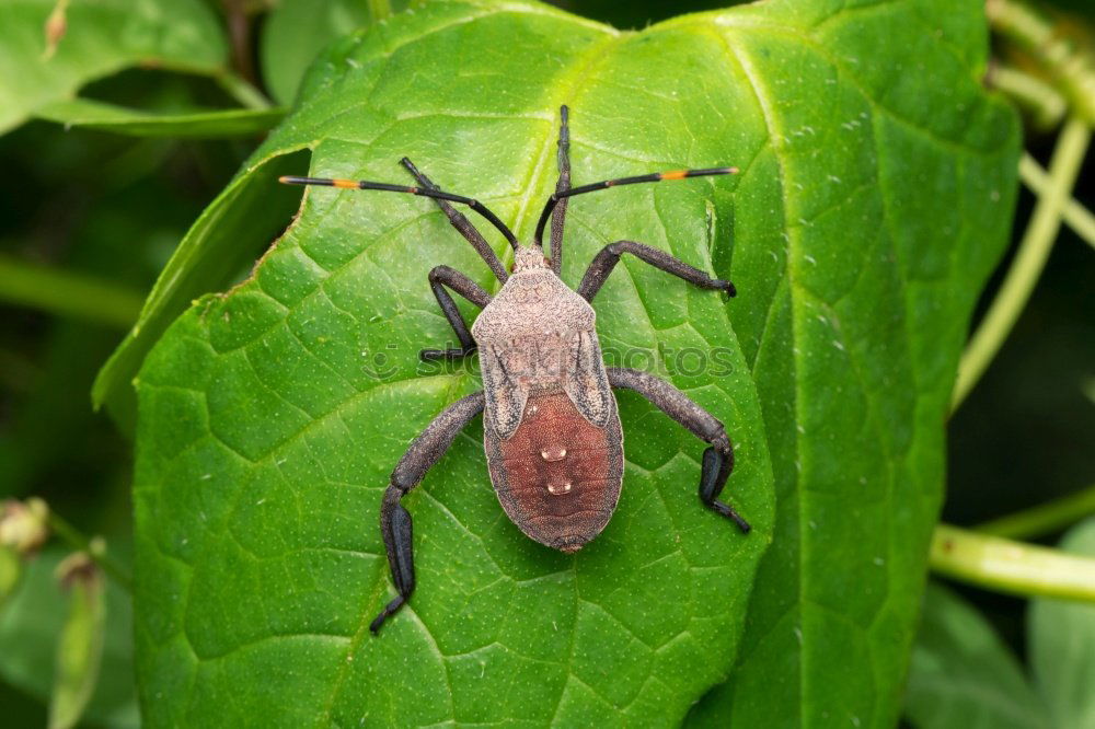 Similar – Image, Stock Photo Spring is here ? May beetle 03