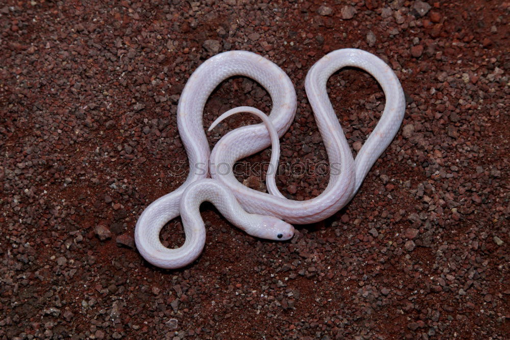 Similar – Blind Snake Nature