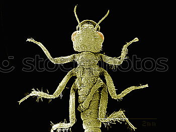 Similar – Macro Portrait Of A Dragonfly