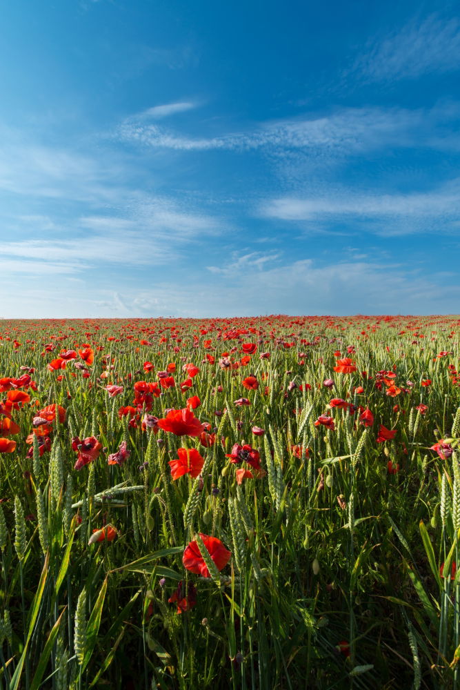 Similar – Foto Bild Mohn am Feldrand