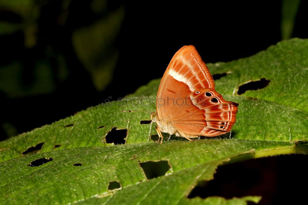 Similar – Physalis in autumn