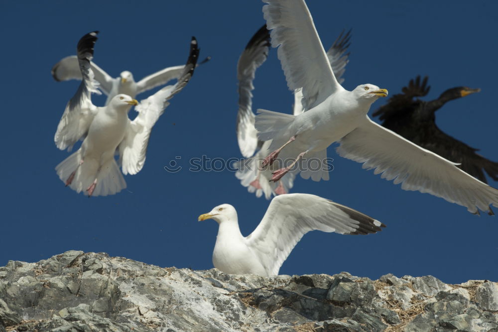 Image, Stock Photo ” Attention ” Landing. Two pelicans flying over the water. Below you can see other pelicans with their heads. My favorite birds on approach.