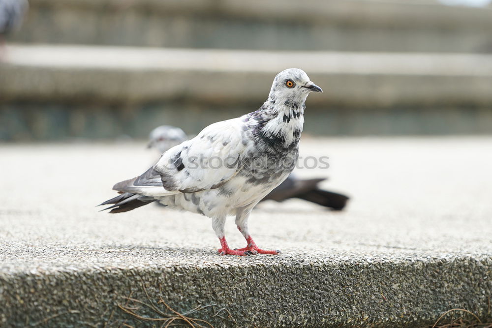 Similar – Image, Stock Photo Small meal for a pigeon . She has found something to eat.