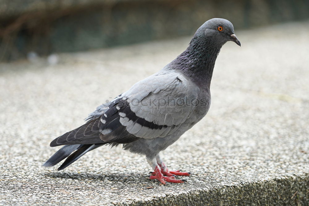 Similar – Image, Stock Photo Small meal for a pigeon . She has found something to eat.