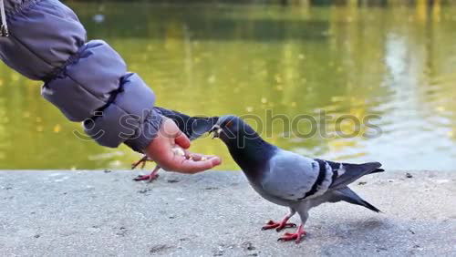 Similar – Image, Stock Photo feeding time Hand Fingers