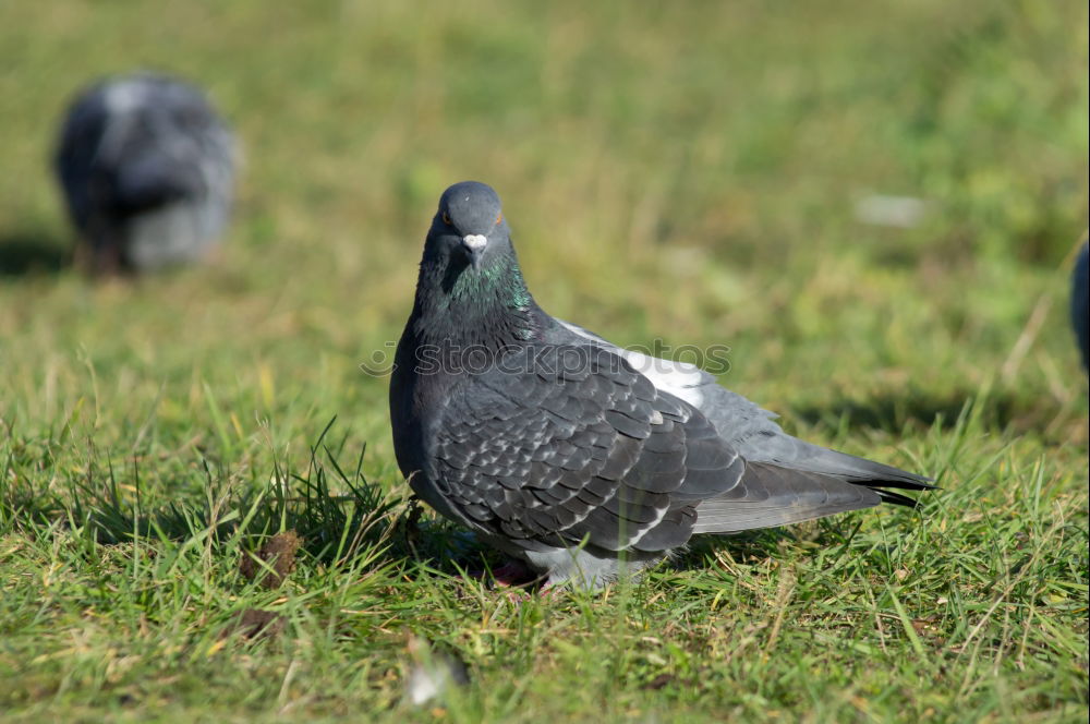 Similar – Puffins o/O o// Nature