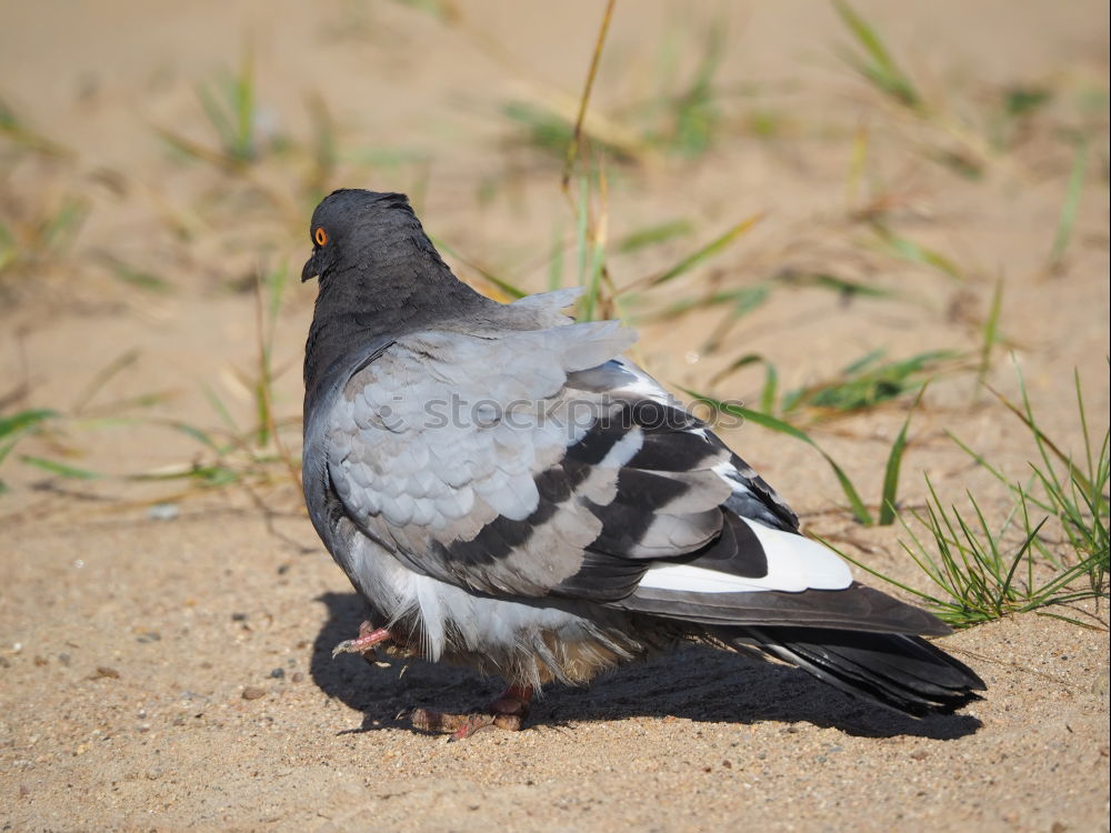 Similar – Image, Stock Photo Pigeon Beautiful Freedom