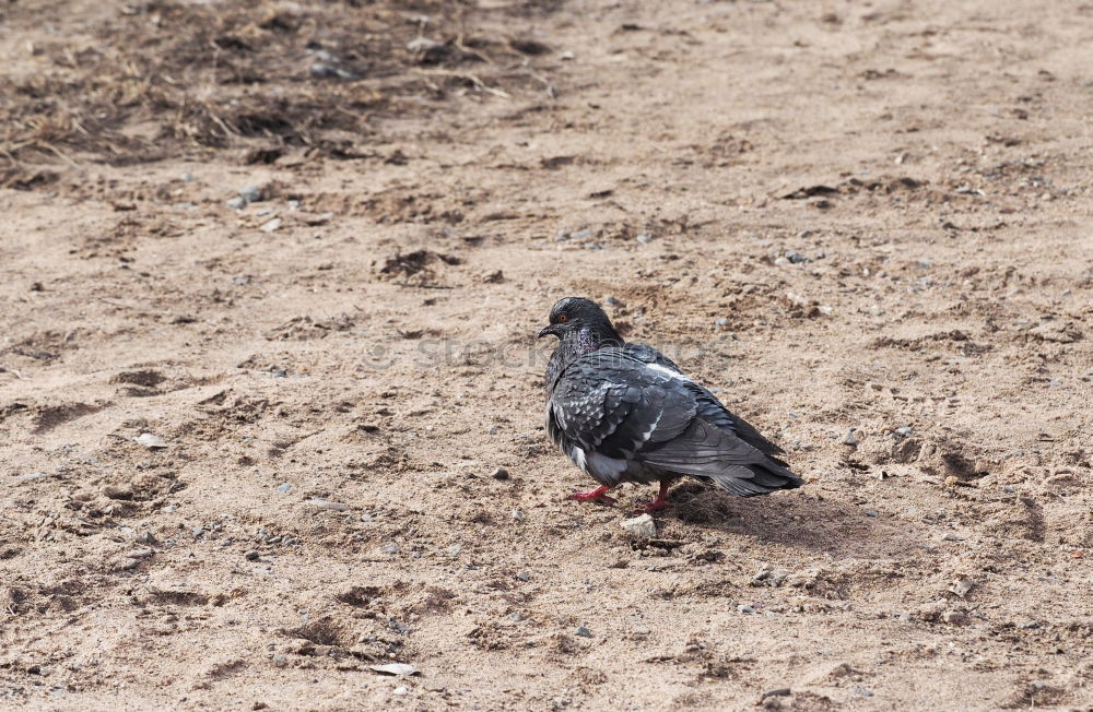 Similar – Image, Stock Photo romantic walk!!! Pigeon