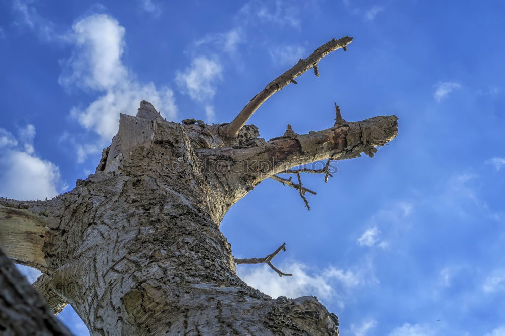 trunk Tree Plant Clouds