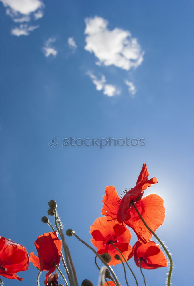 Similar – leuchtender Mohn