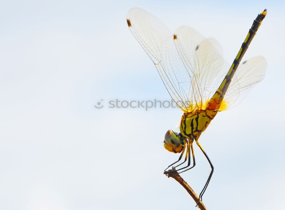 Similar – Large dragonfly Ready to go