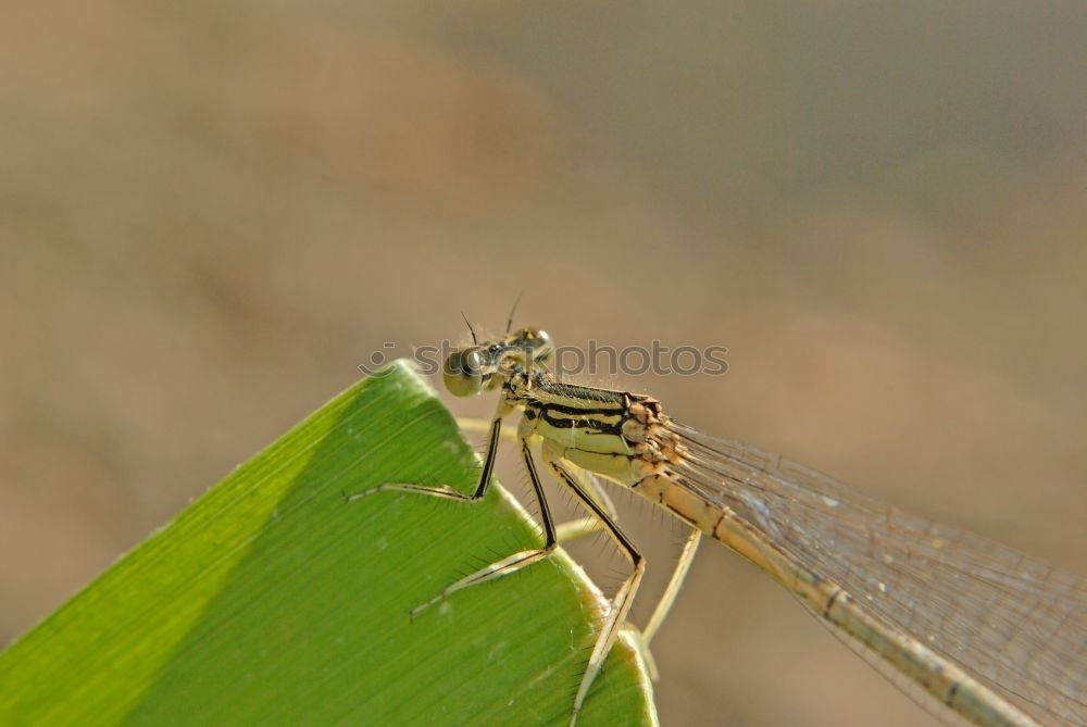 Similar – Image, Stock Photo Under the sign of the dragonfly