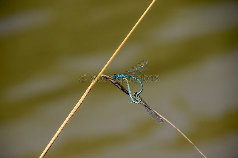 Similar – No escape | dead dragonfly hangs in spider web