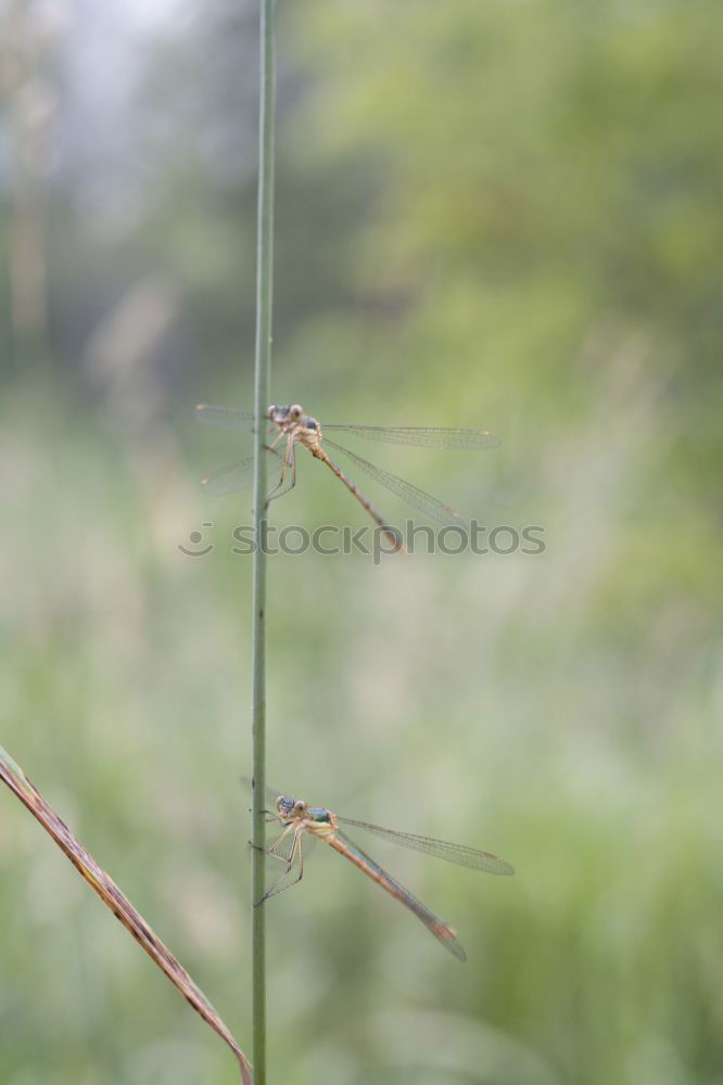 Similar – Image, Stock Photo After the rain Nature