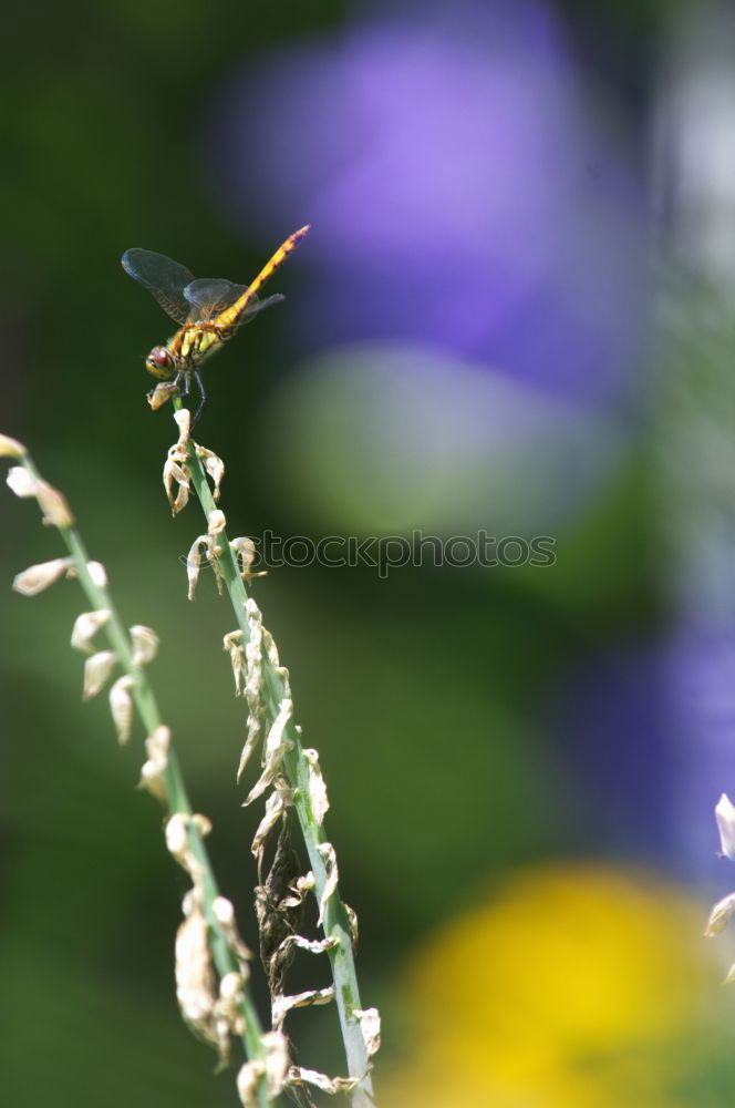 Similar – Image, Stock Photo Fleet Wasp Nature Plant