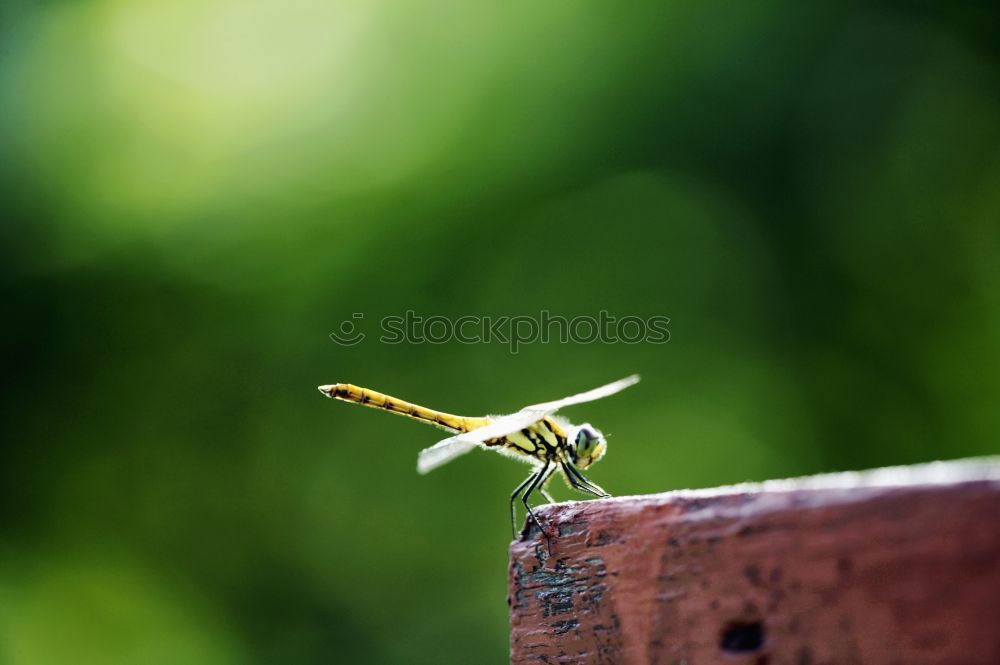 Similar – golden ant (blurred)