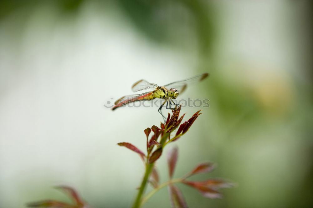 Similar – Foto Bild Zweisamkeit Umwelt Natur