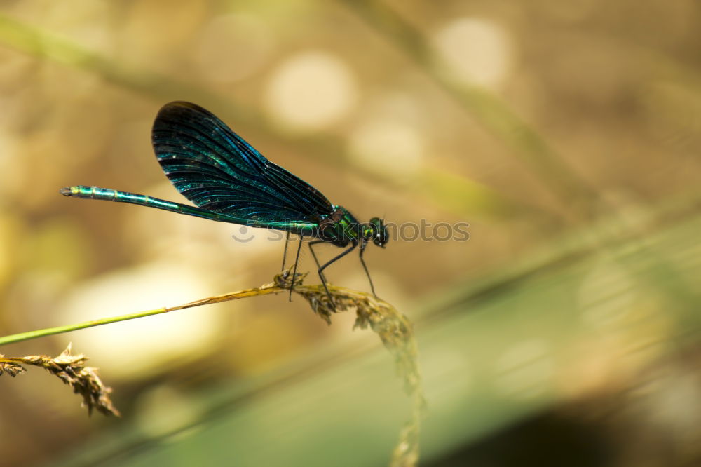 Similar – Dragonfly on a blade of grass