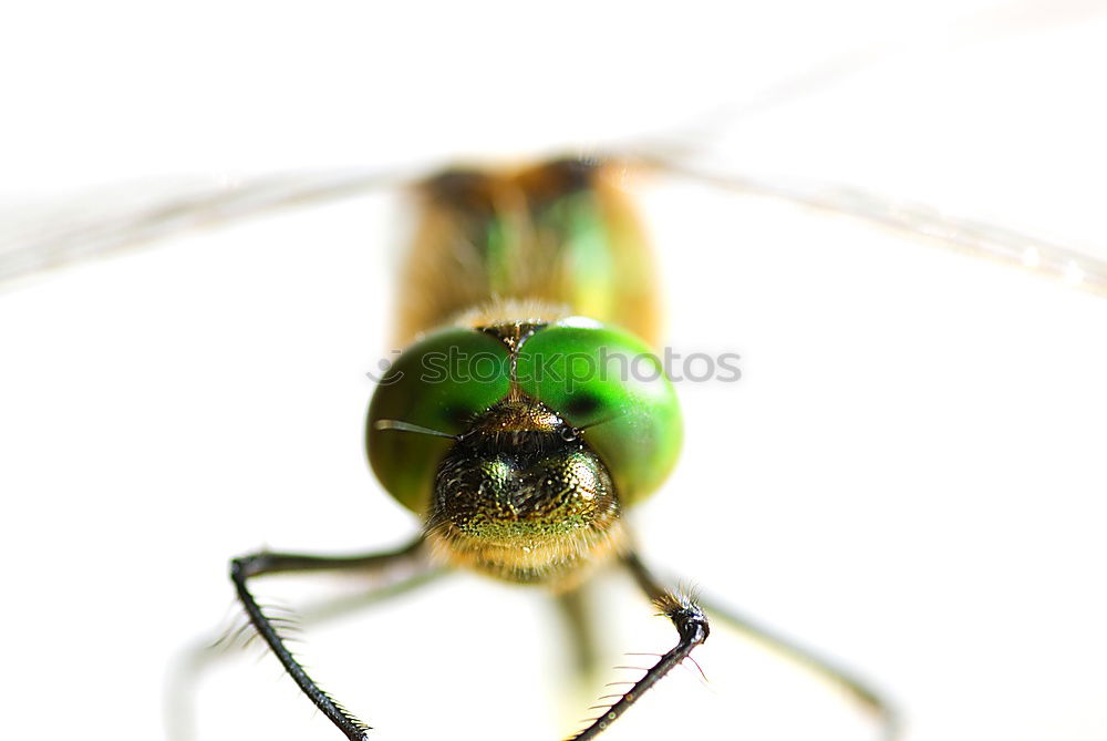 Similar – Image, Stock Photo Life in a drop of water (water flea)