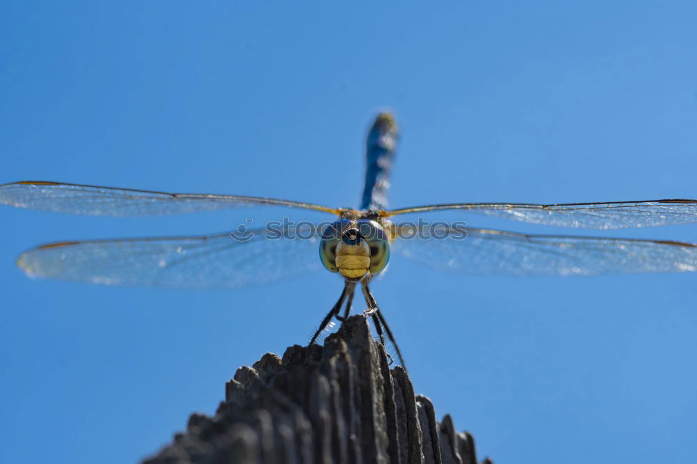 Large dragonfly Ready to go