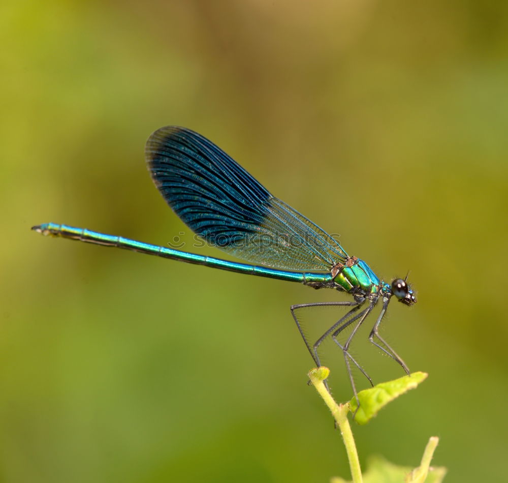 Similar – Dragonfly on a blade of grass