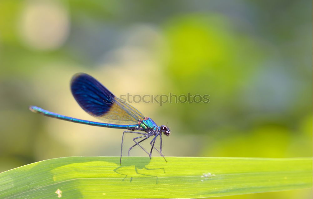 Similar – Dragonfly on a blade of grass