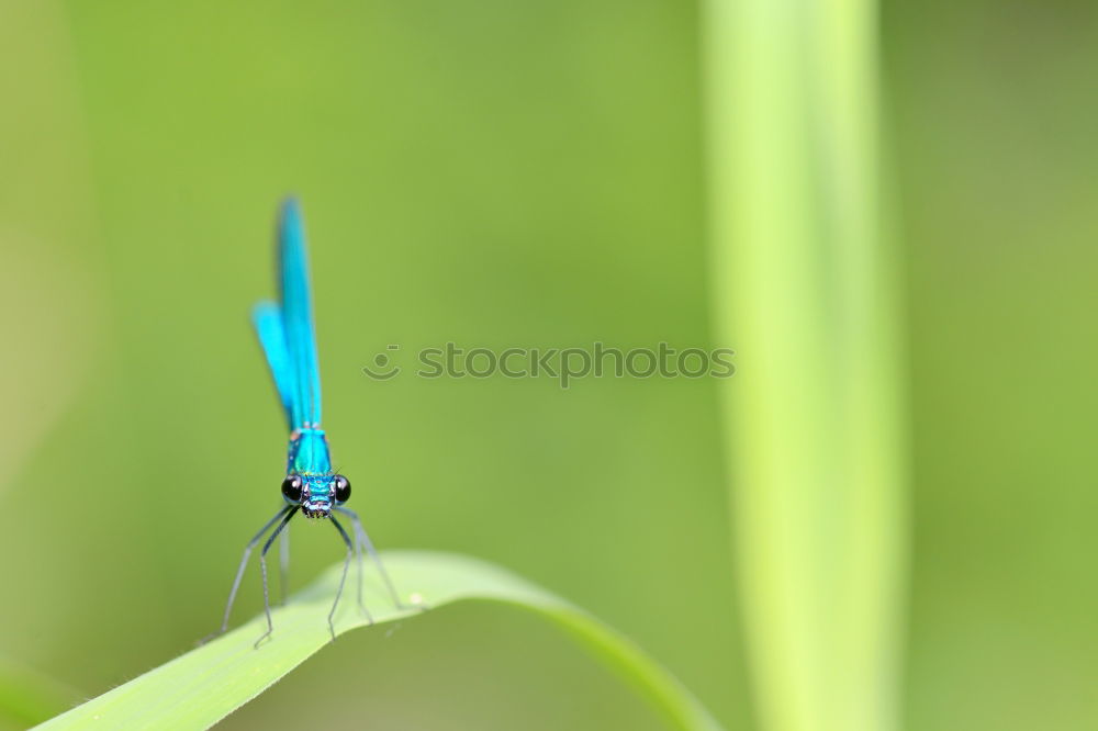 Similar – Dragonfly on a blade of grass