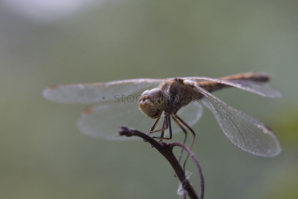 Similar – Veilful Animal Water Wing